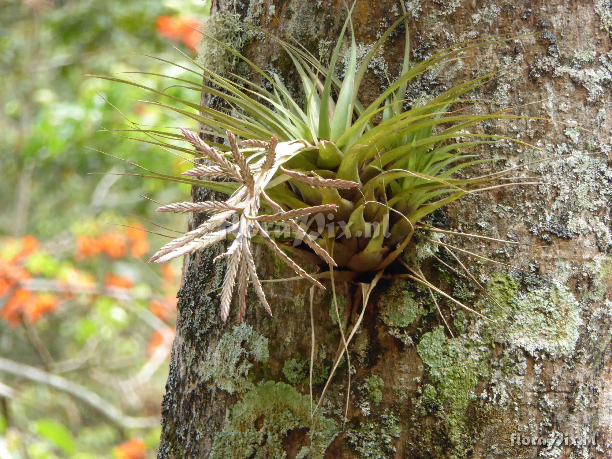 Tillandsia appenii ?