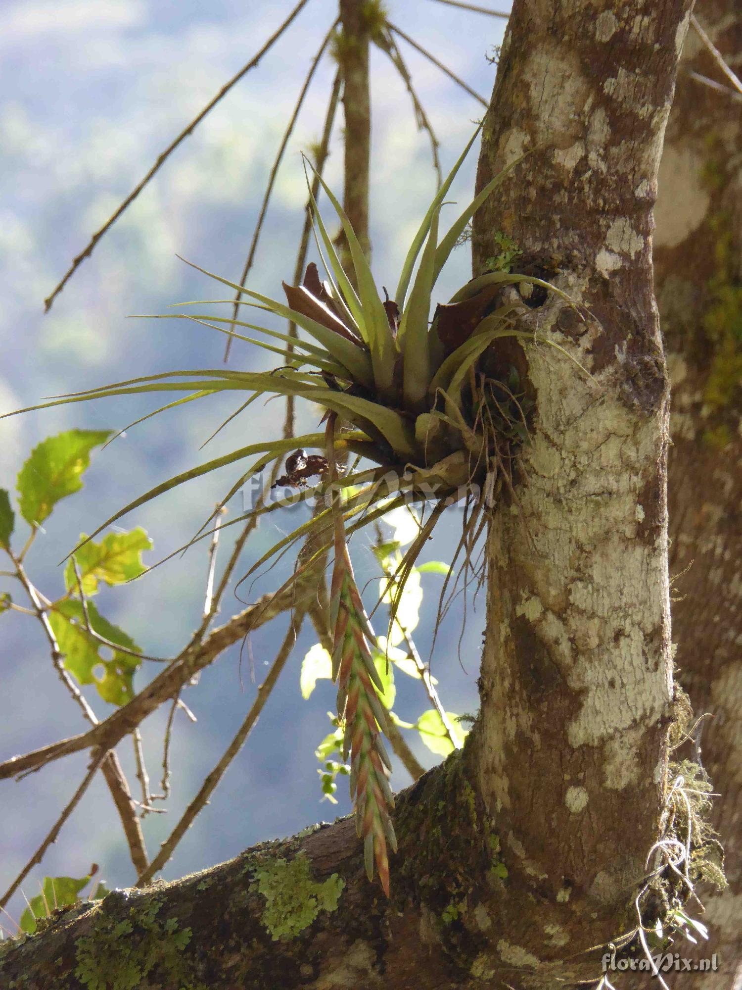 Tillandsia incurva