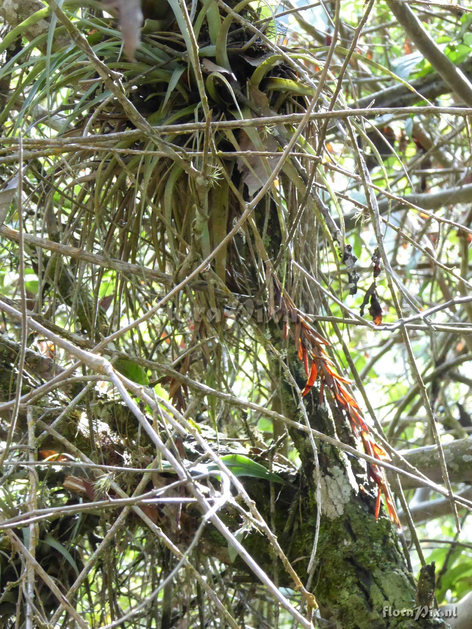 Tillandsia incurva