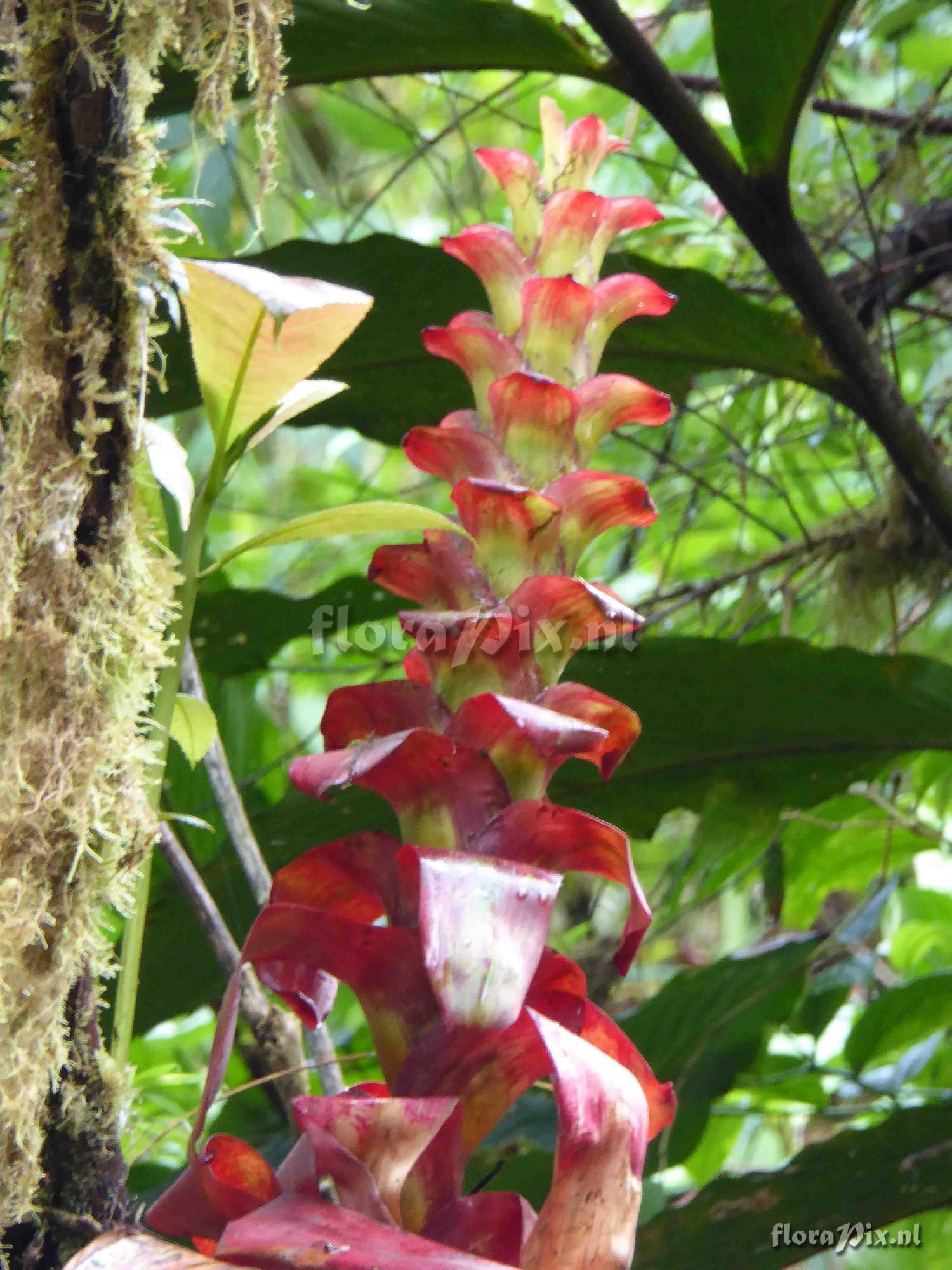 Guzmania pseudospectabilis