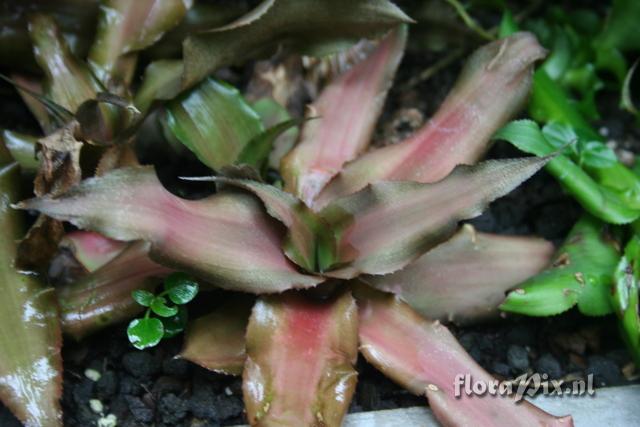 Cryptanthus bivittatus 