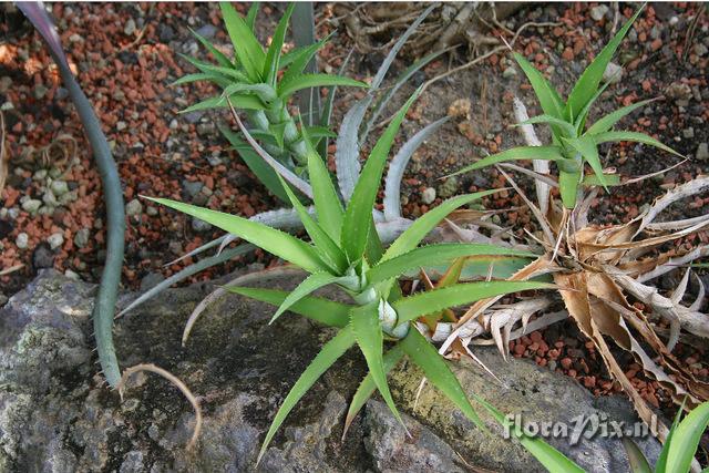 Cryptanthus bahianus