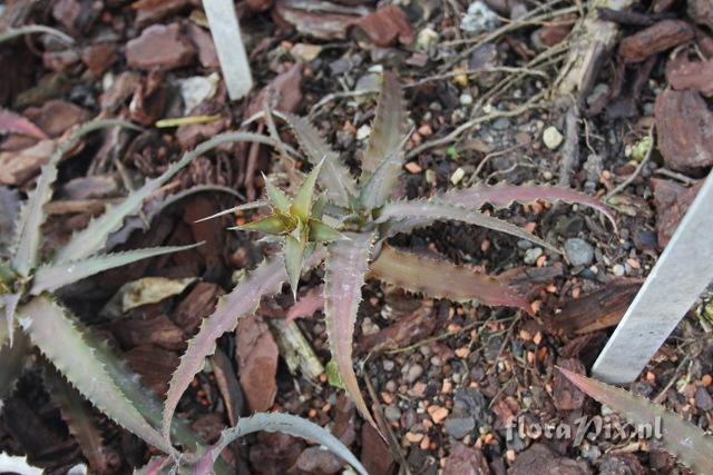 Cryptanthus warren-loosei