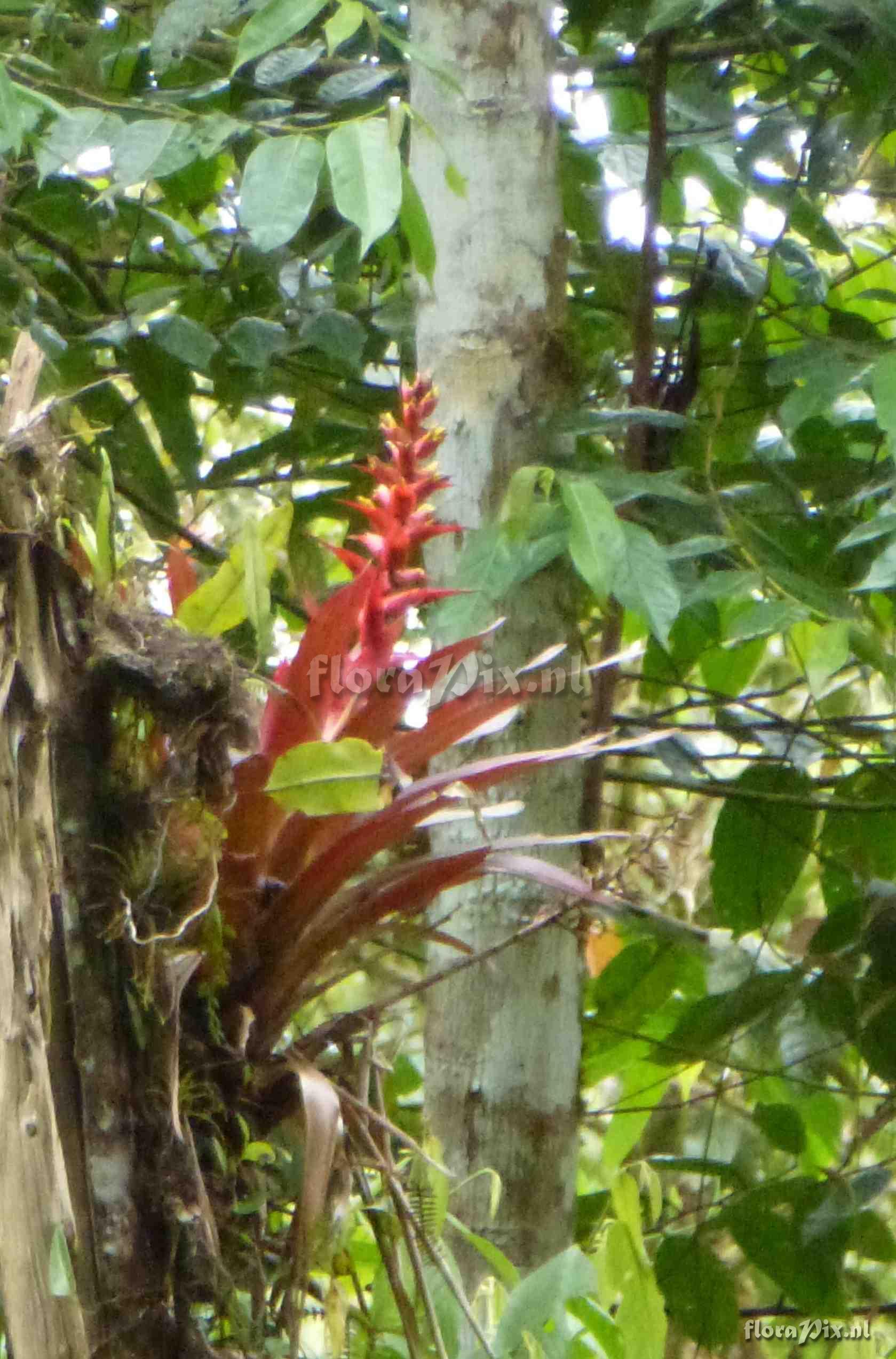 Mezobromelia bicolor