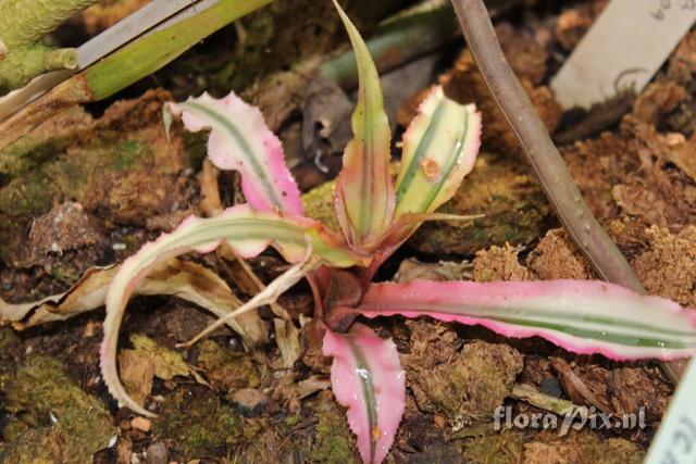 Cryptanthus bivittatus 