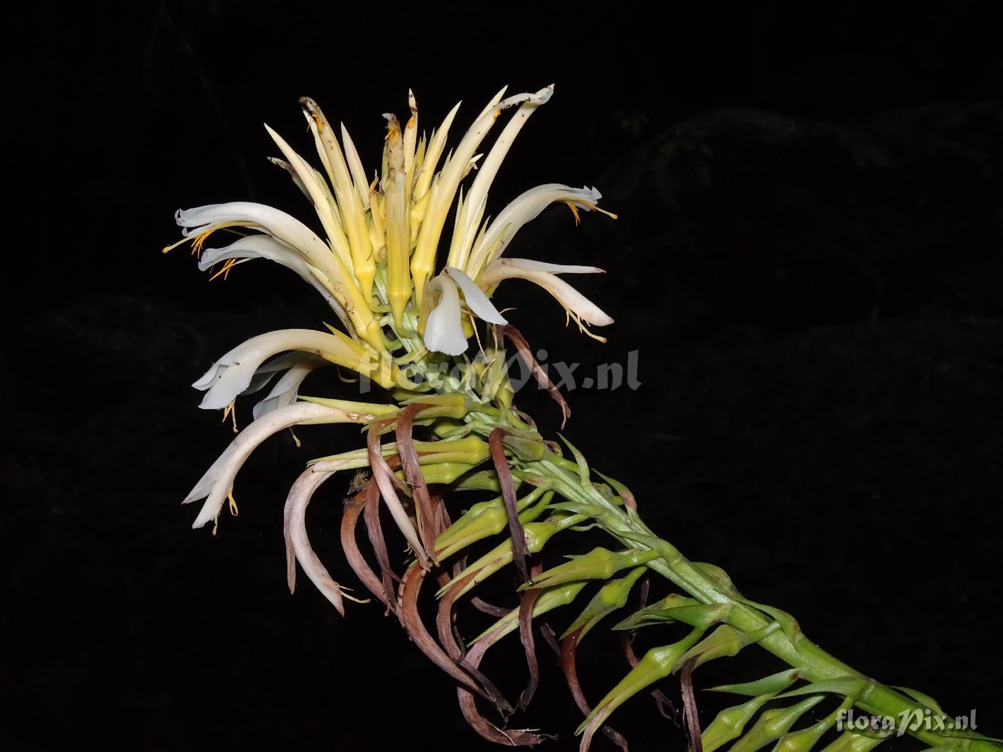 Pitcairnia flammea var pallida