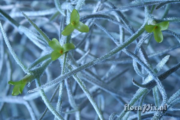 Tillandsia usneoides