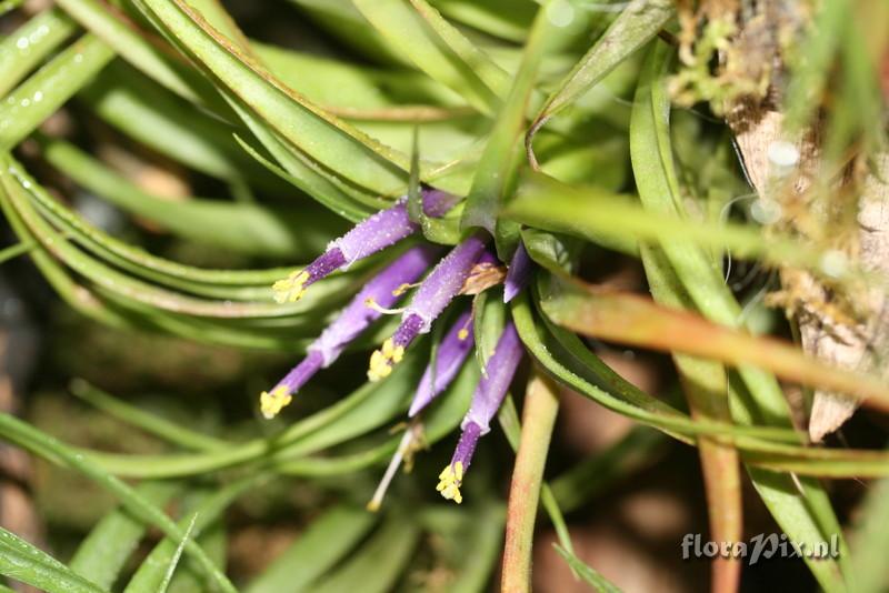 Tillandsia ?