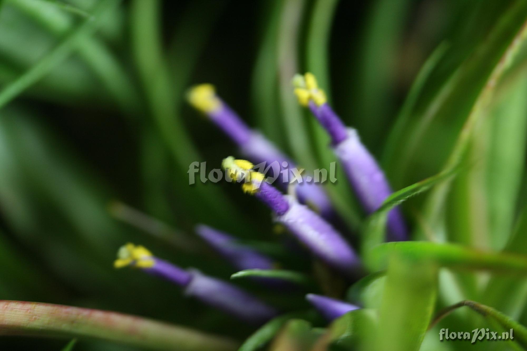 Tillandsia brachycaulos