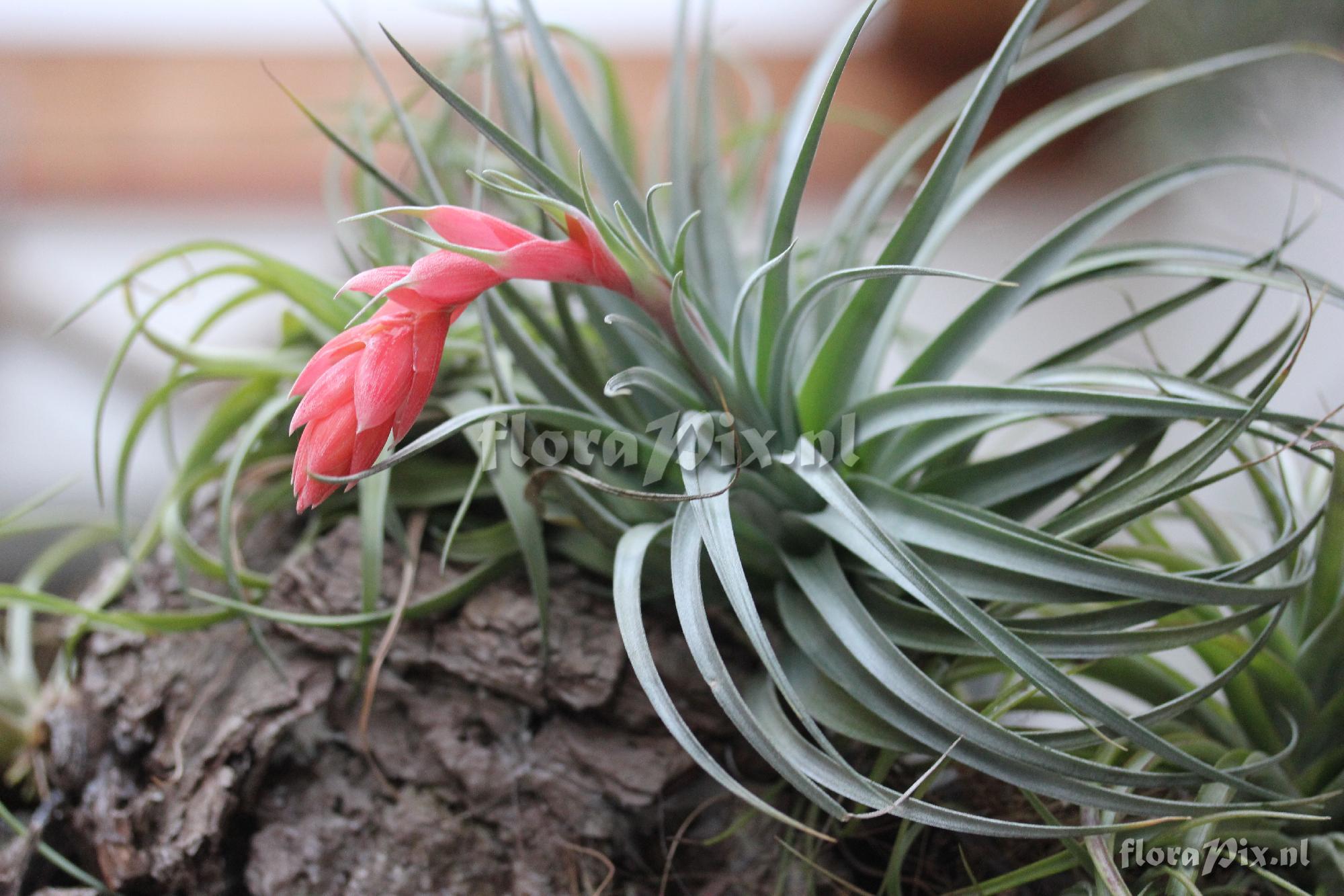 Tillandsia recurvifolia