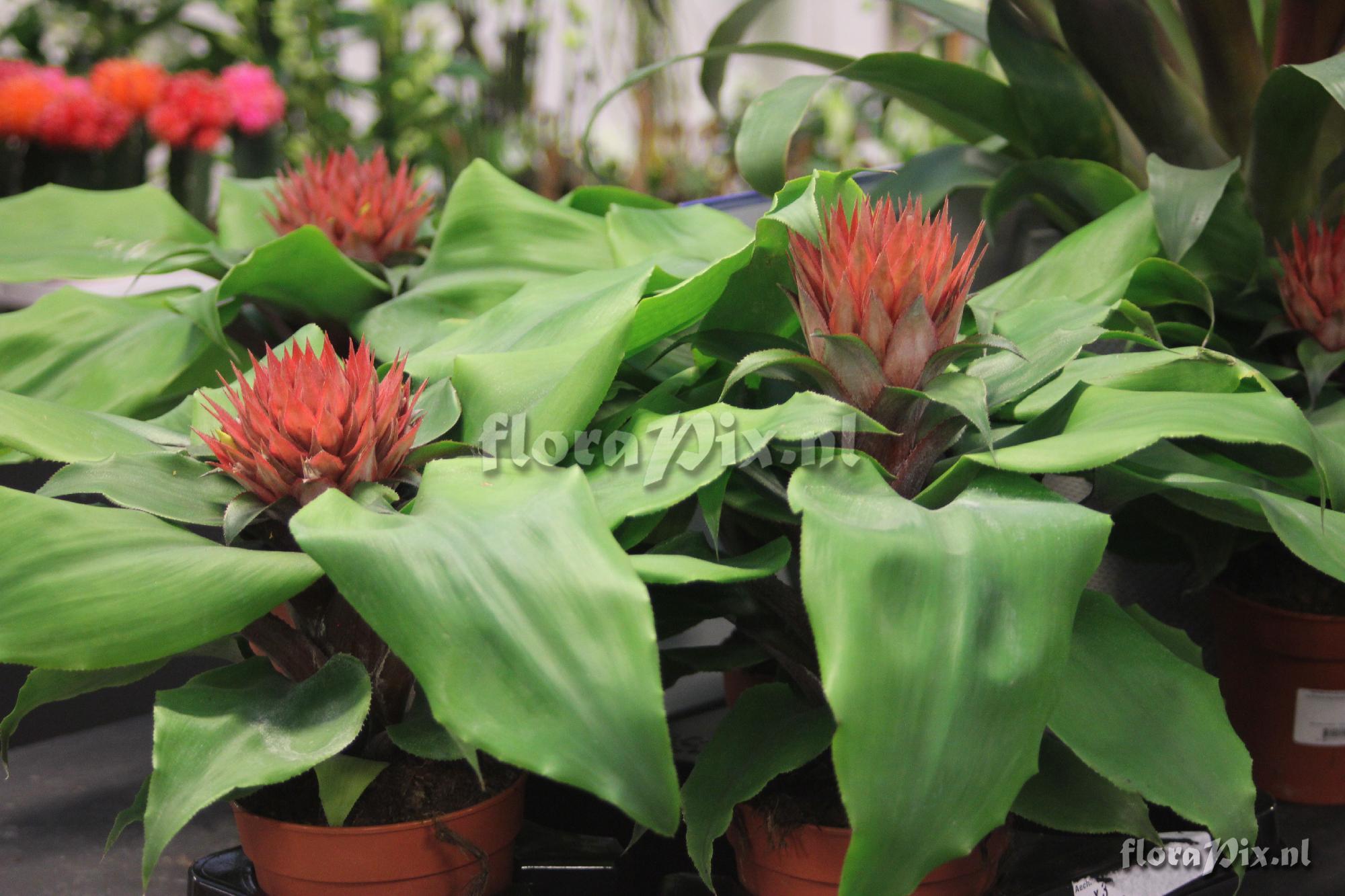 Aechmea tayoensis 