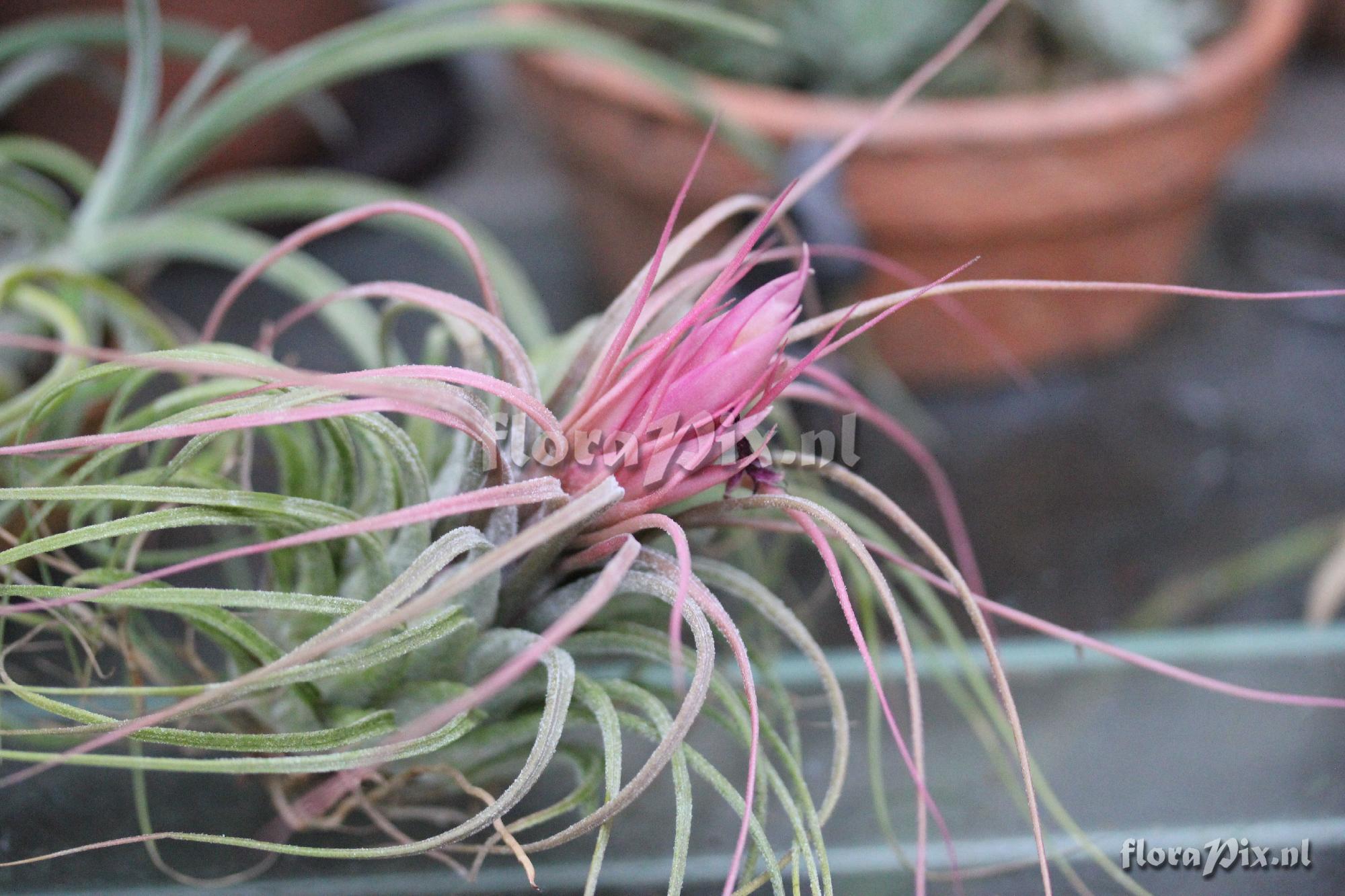 Tillandsia delicata