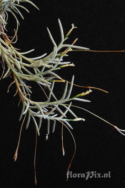 Tillandsia virescens