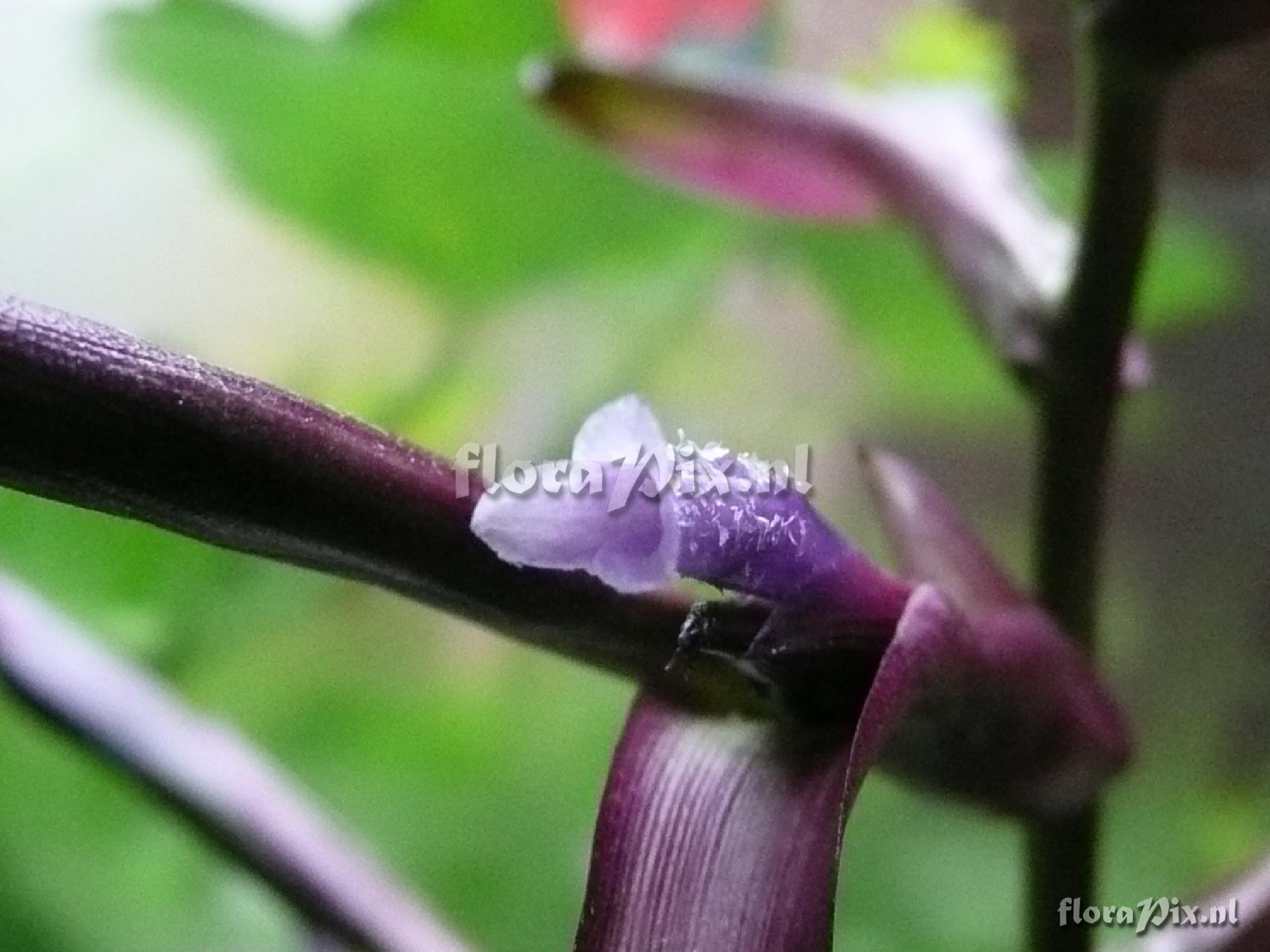 Tillandsia leiboldiana "Mora"