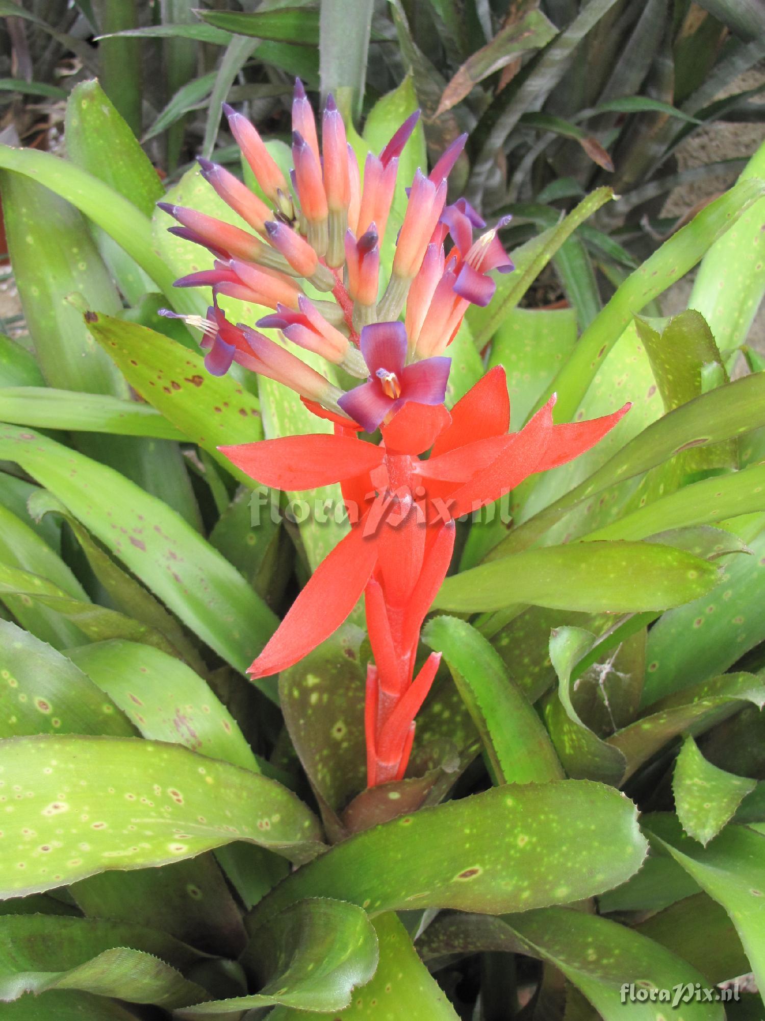 Billbergia 