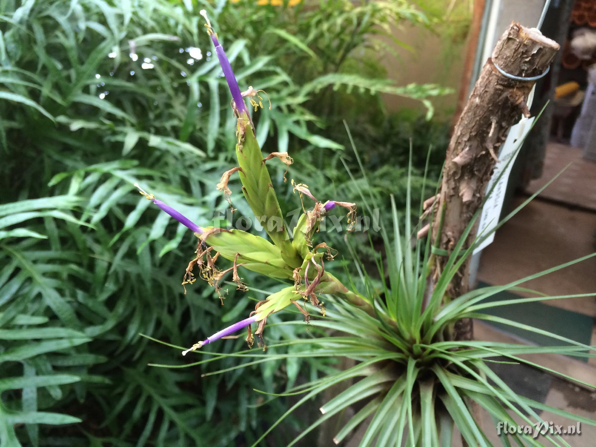 Tillandsia sp.