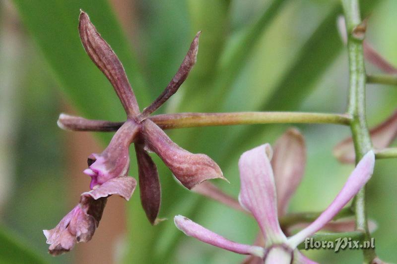 Epidendrum porphyreum 