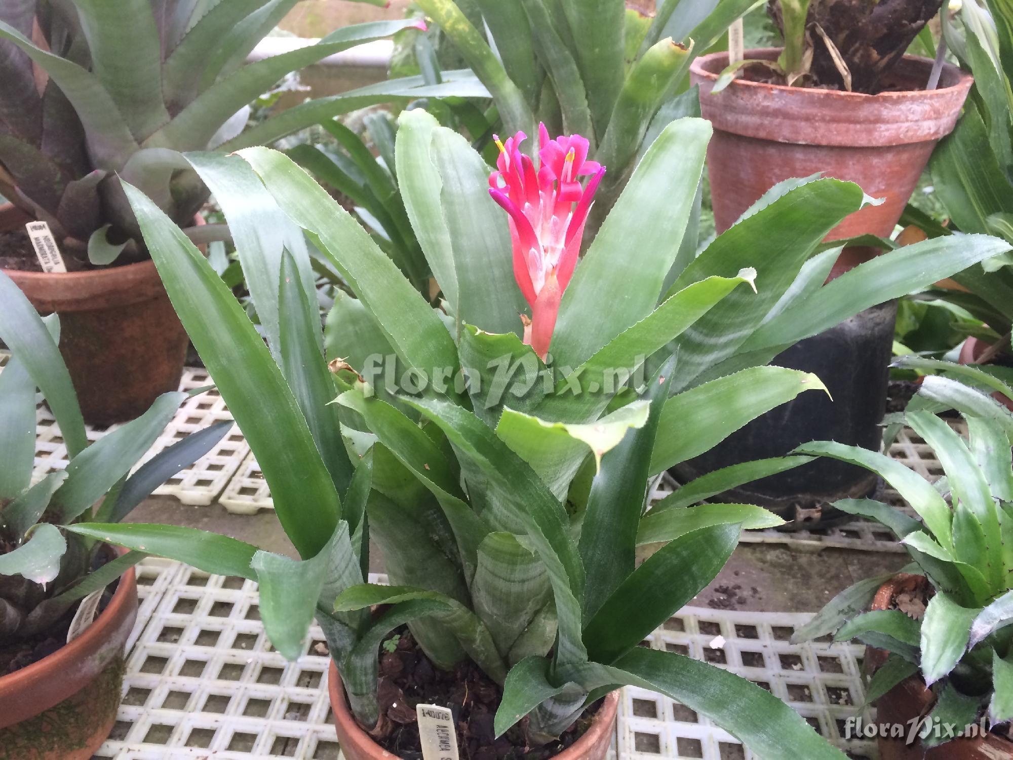 Billbergia pyramidalis