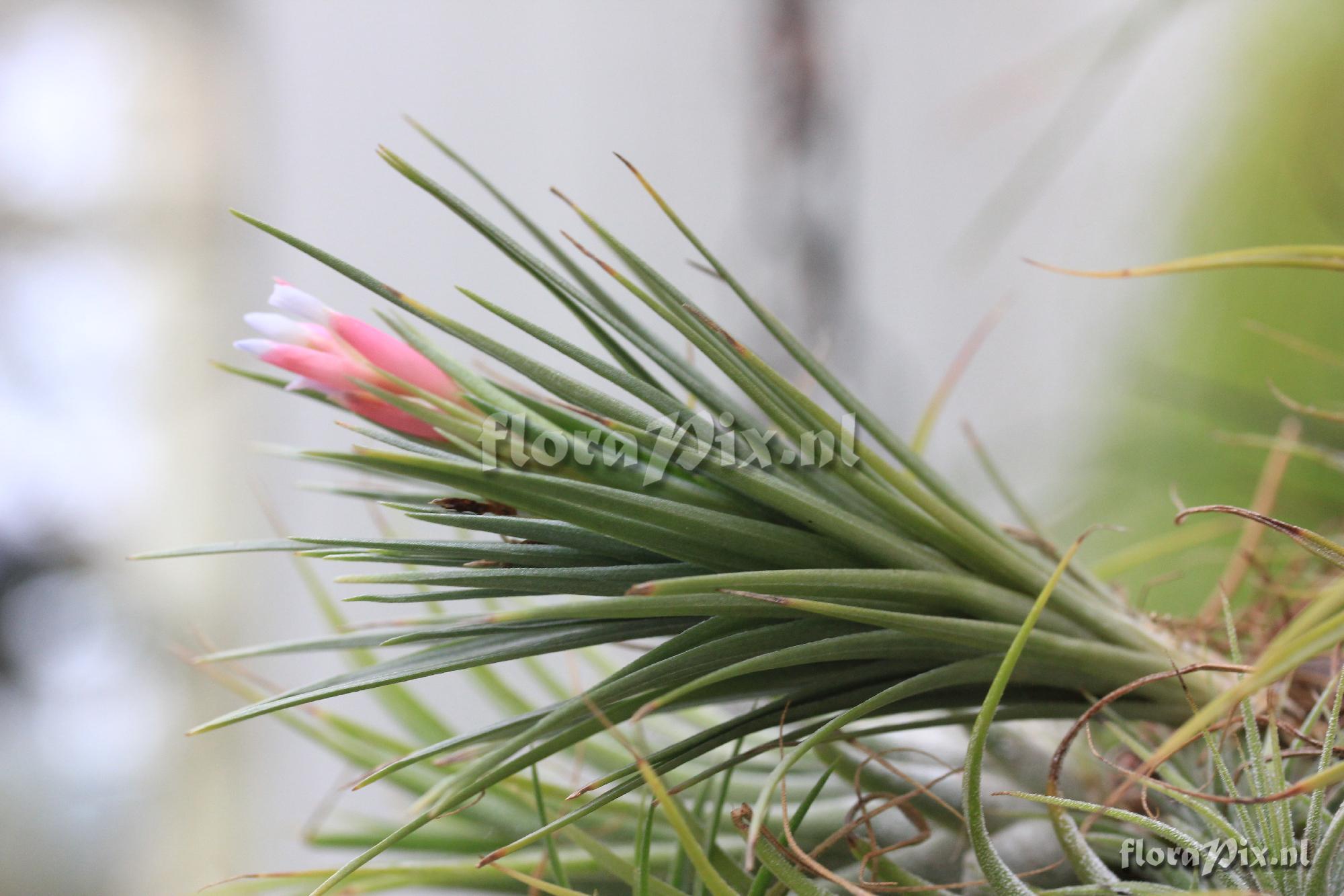 Tillandsia pulchella