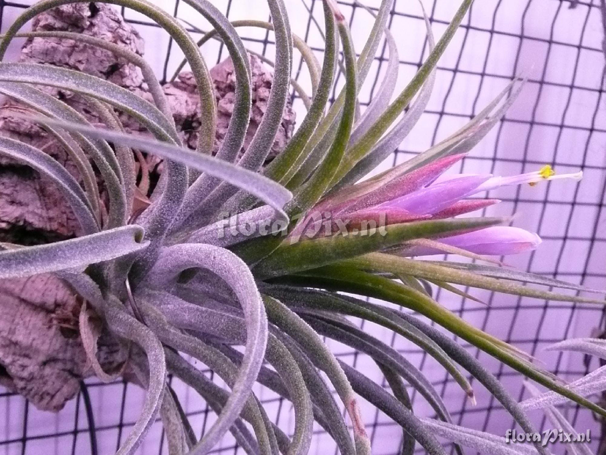 Tillandsia kolbii