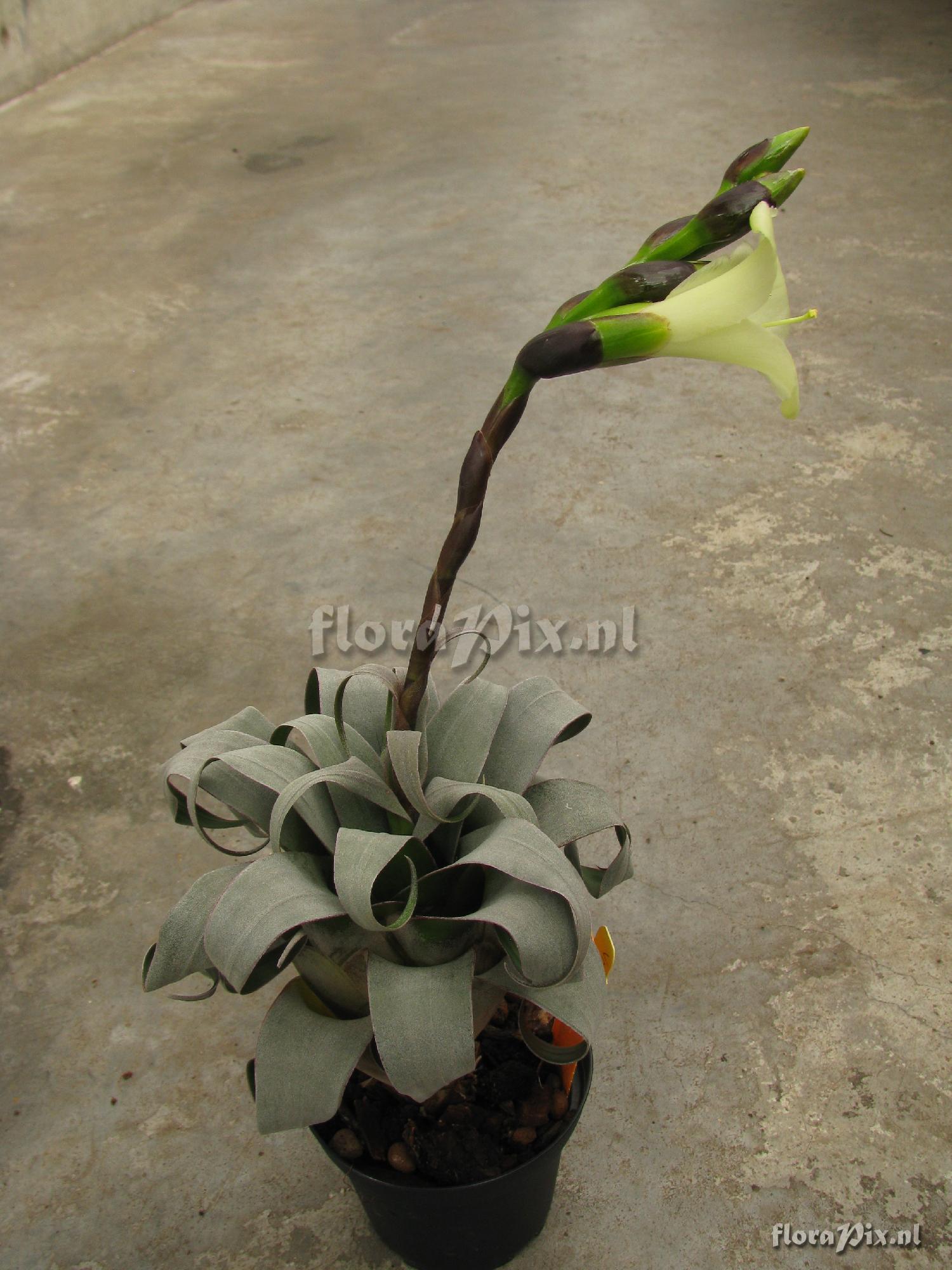 Vriesea brassicoides