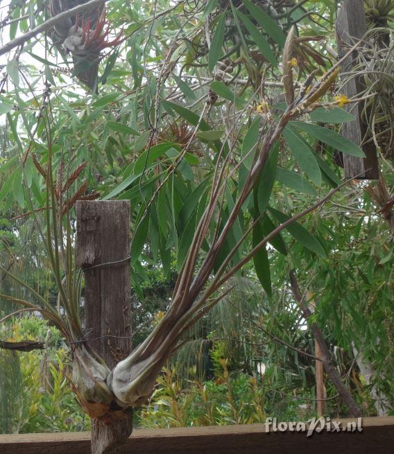 Tillandsia disticha