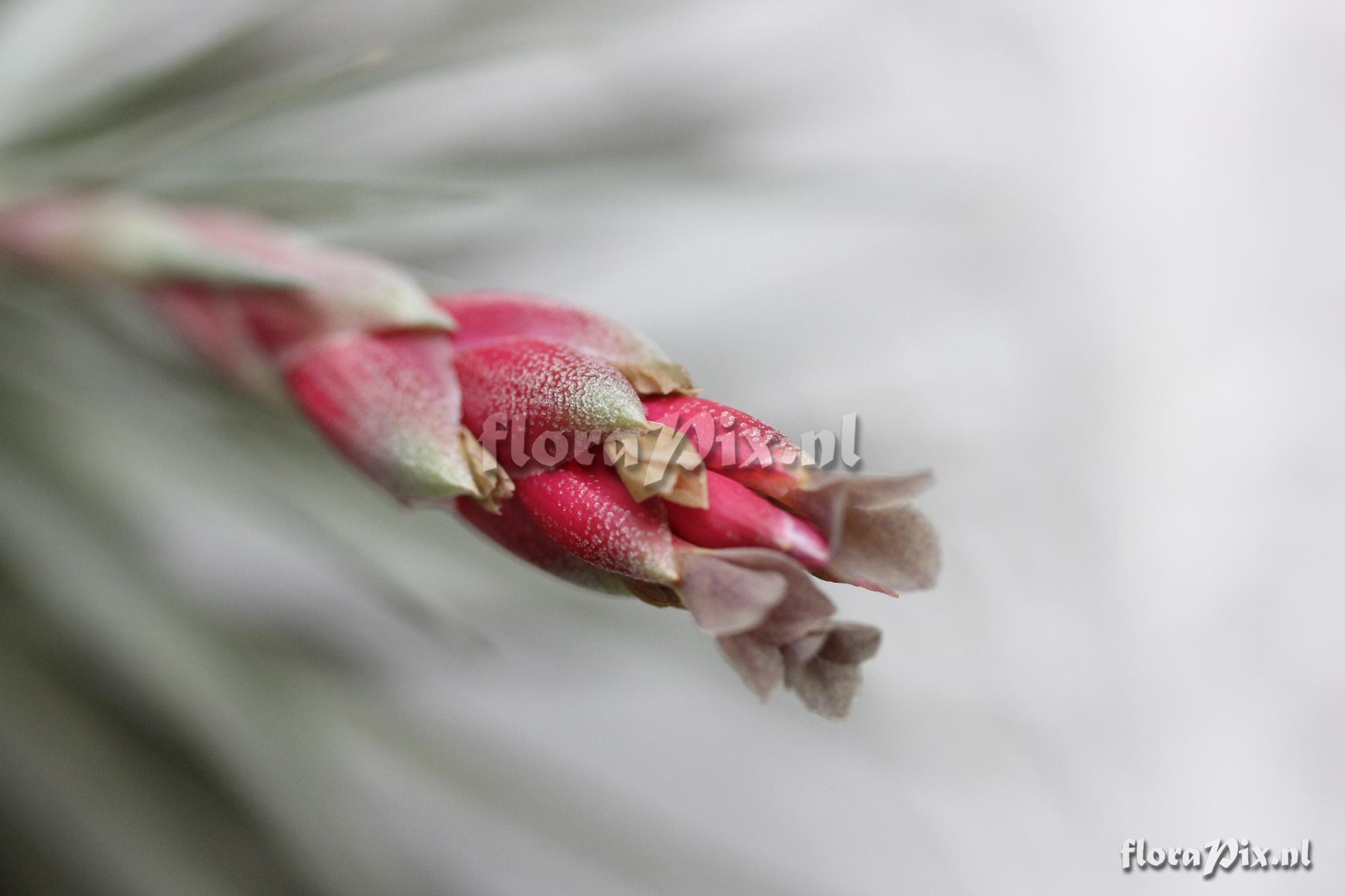 Tillandsia aeranthos Griseus