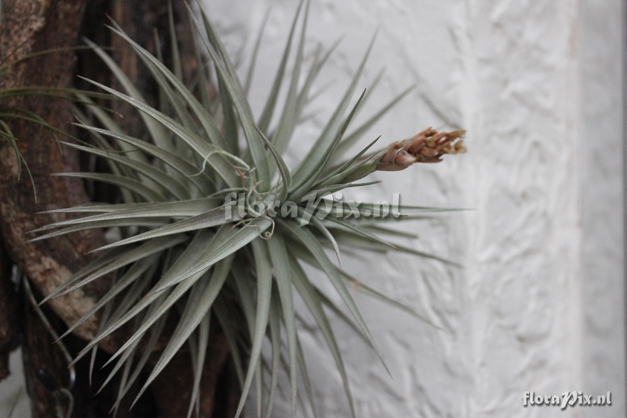 Tillandsia aeranthos Griseus