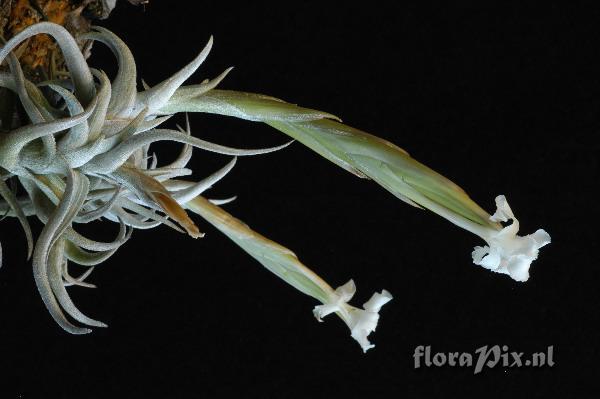 Tillandsia xiphioides var. tafiensis