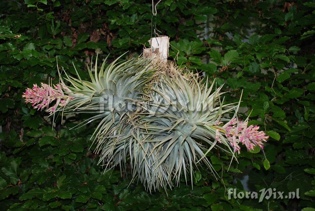 Tillandsia geminiflora