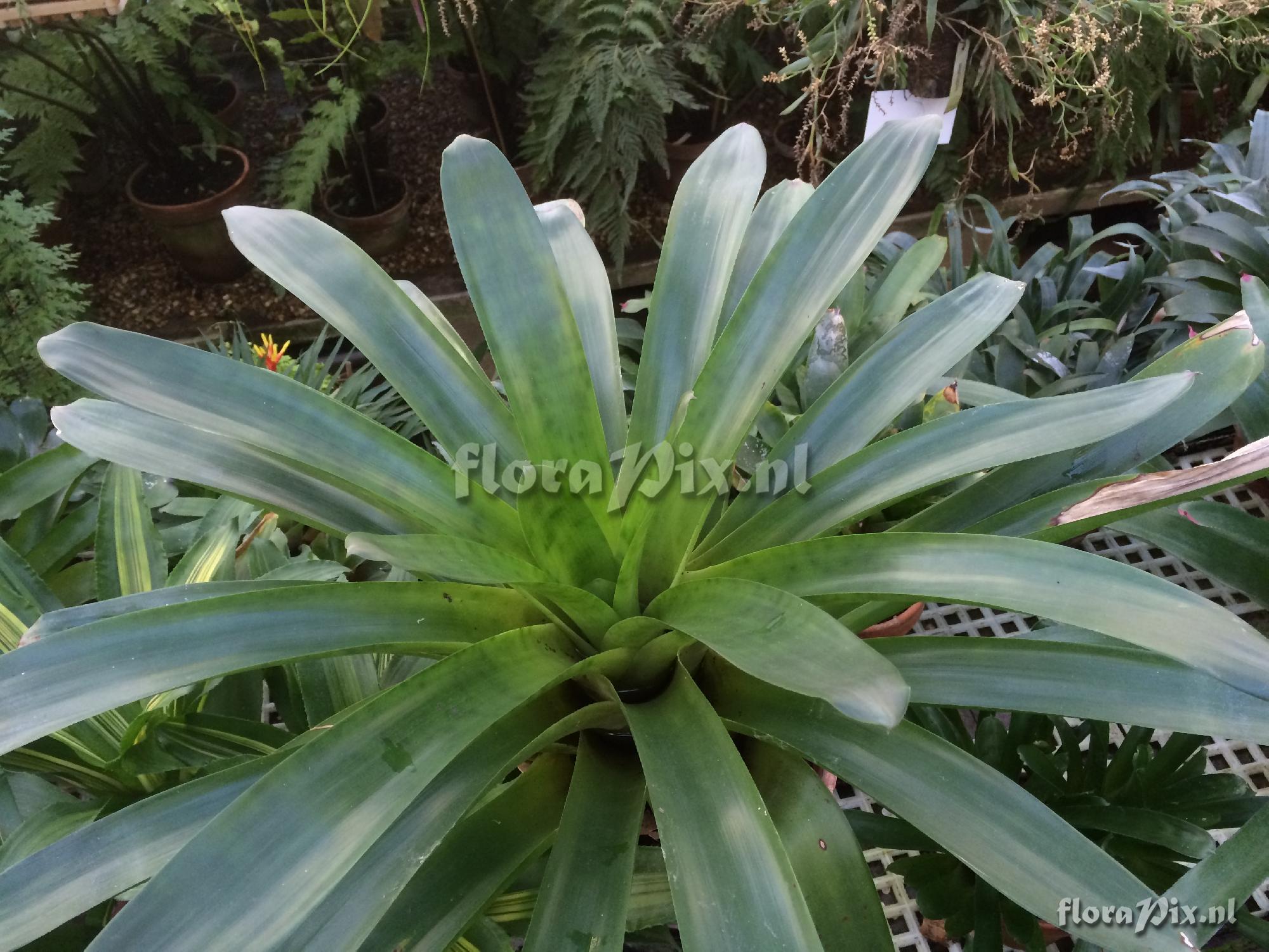 Guzmania squarrosa