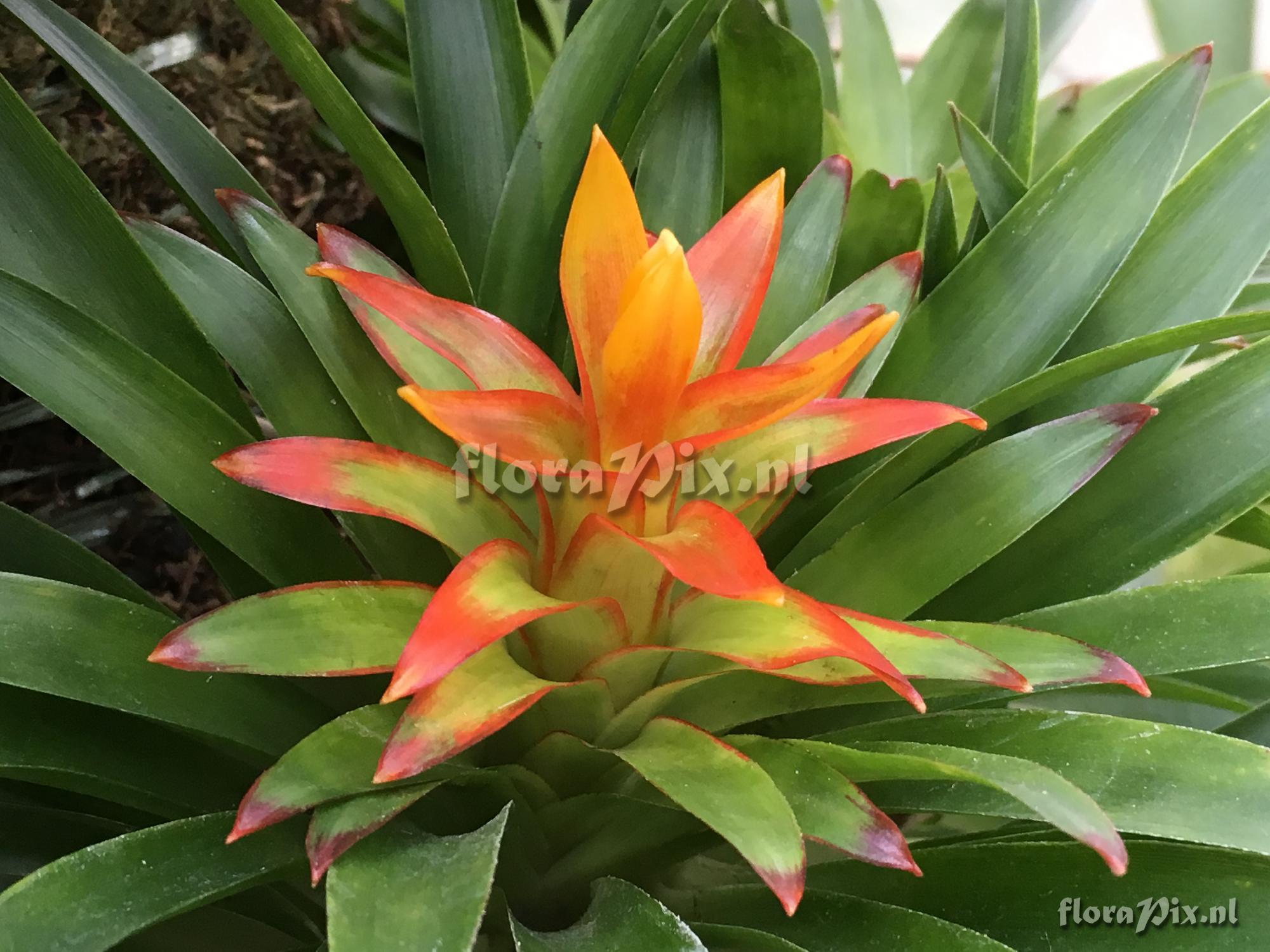 Guzmania 