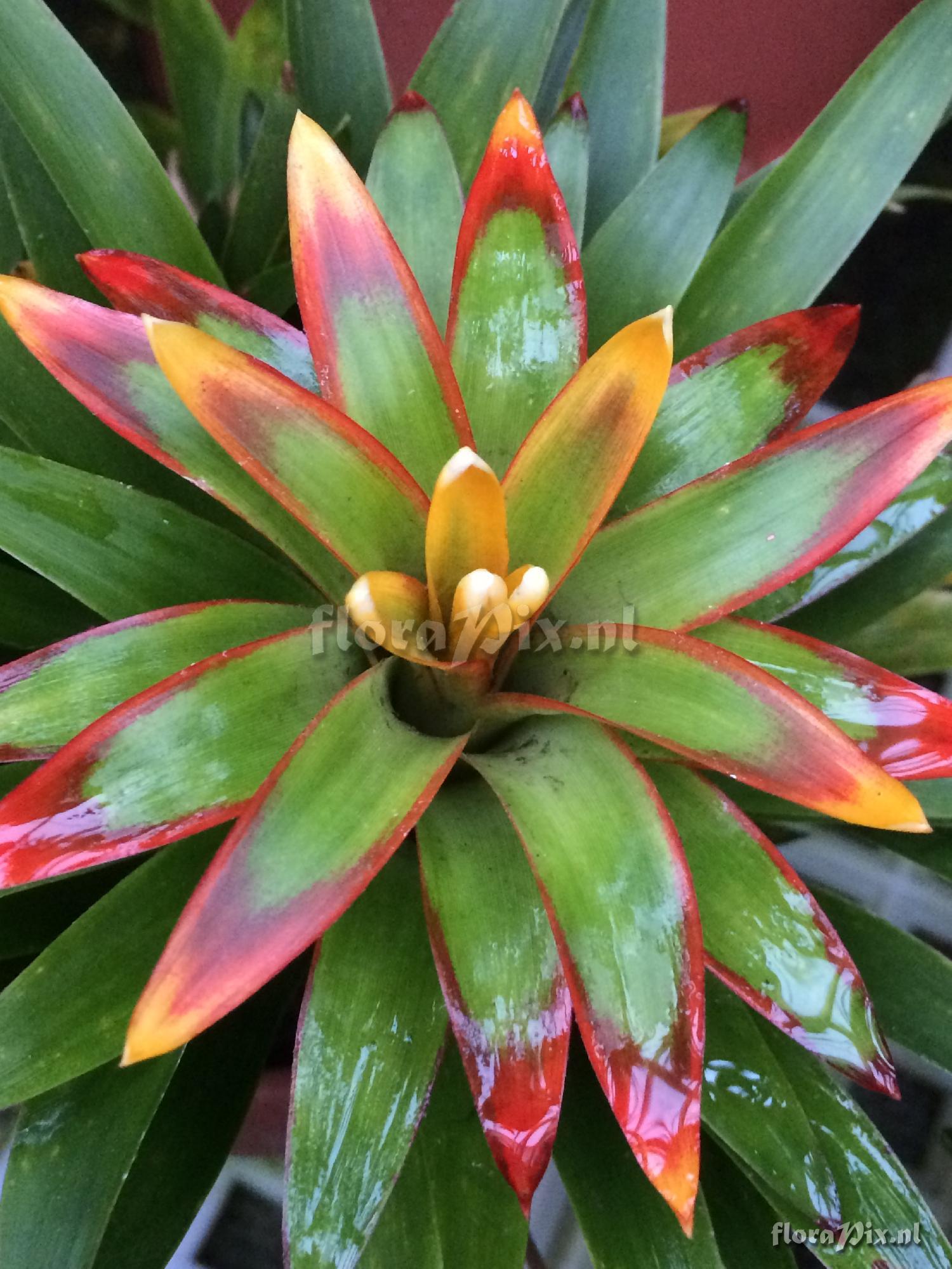 Guzmania 