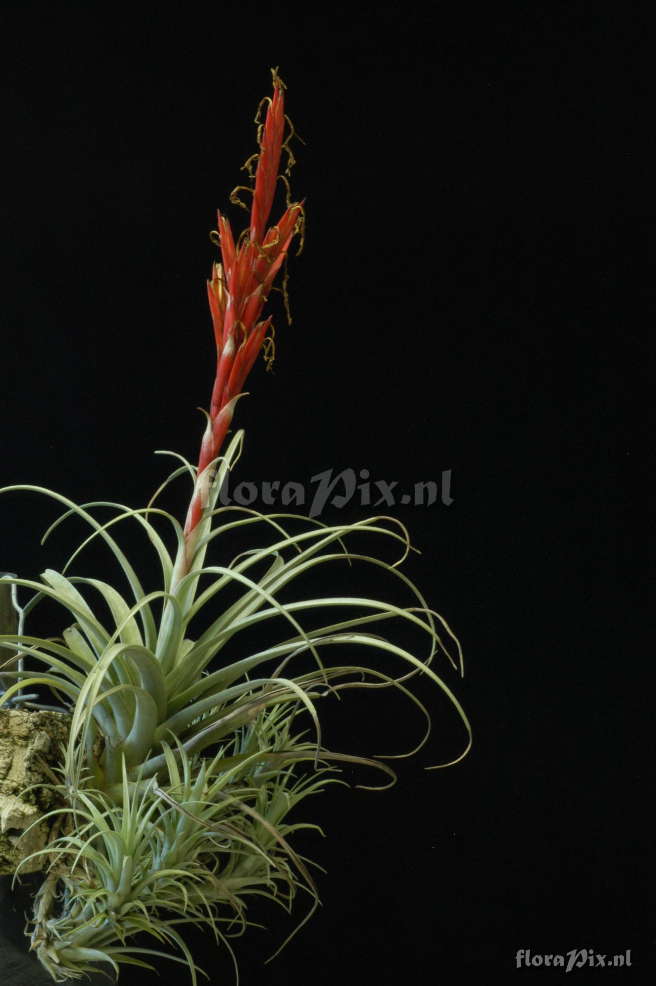 Tillandsia schusteri 