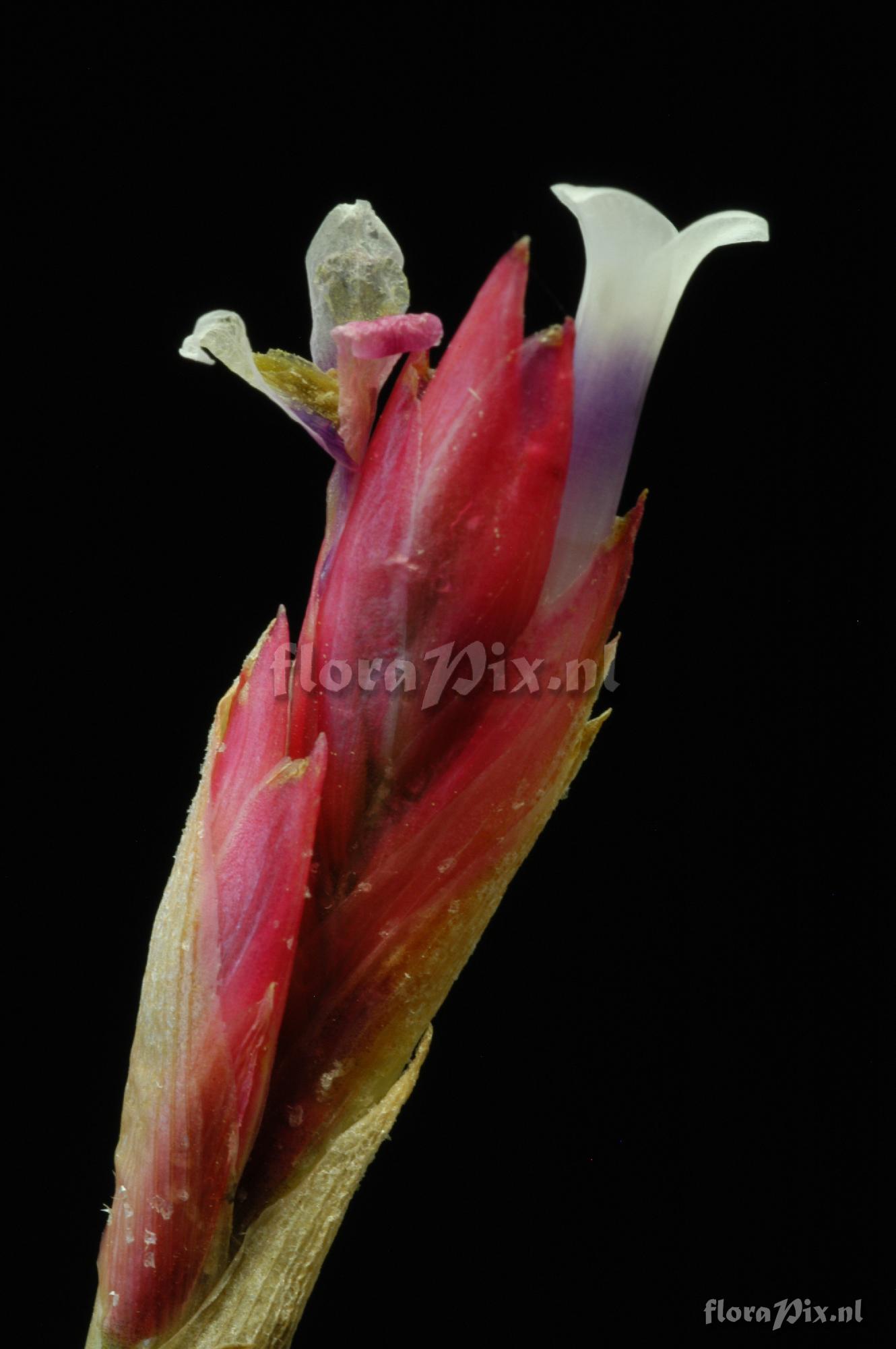 Tillandsia balsasensis 