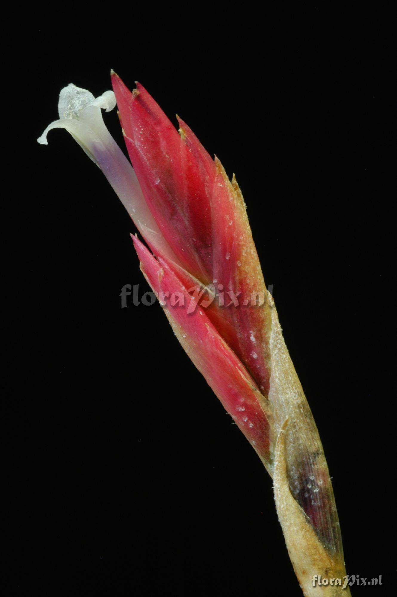 Tillandsia balsasensis 