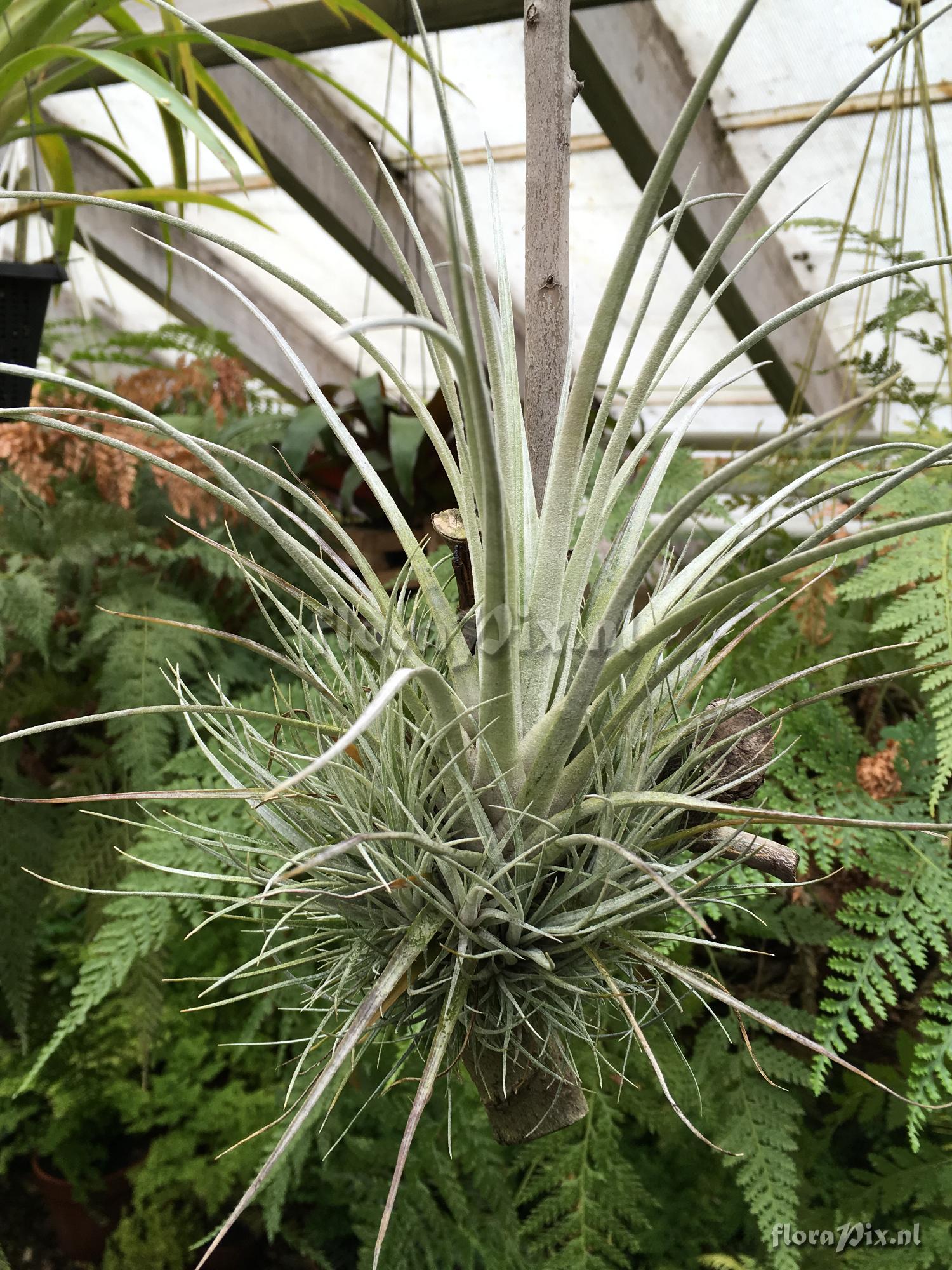 Tillandsia species