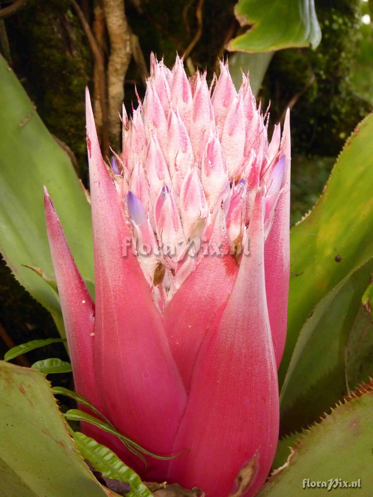 Aechmea sp. ?