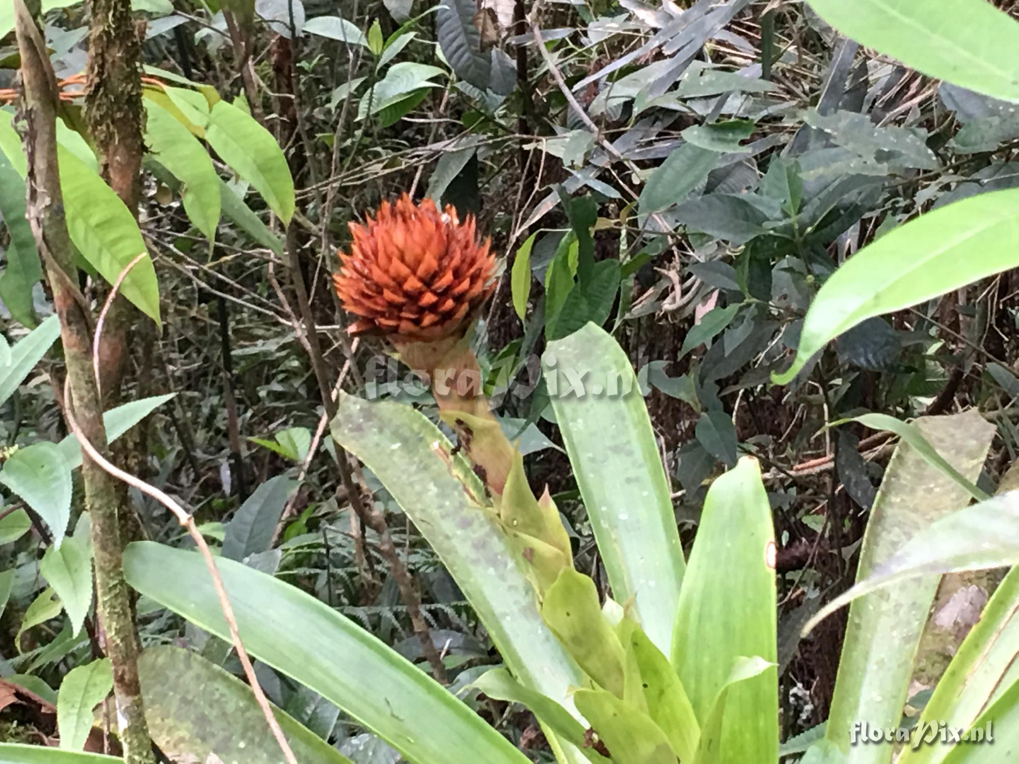 Guzmania bessae