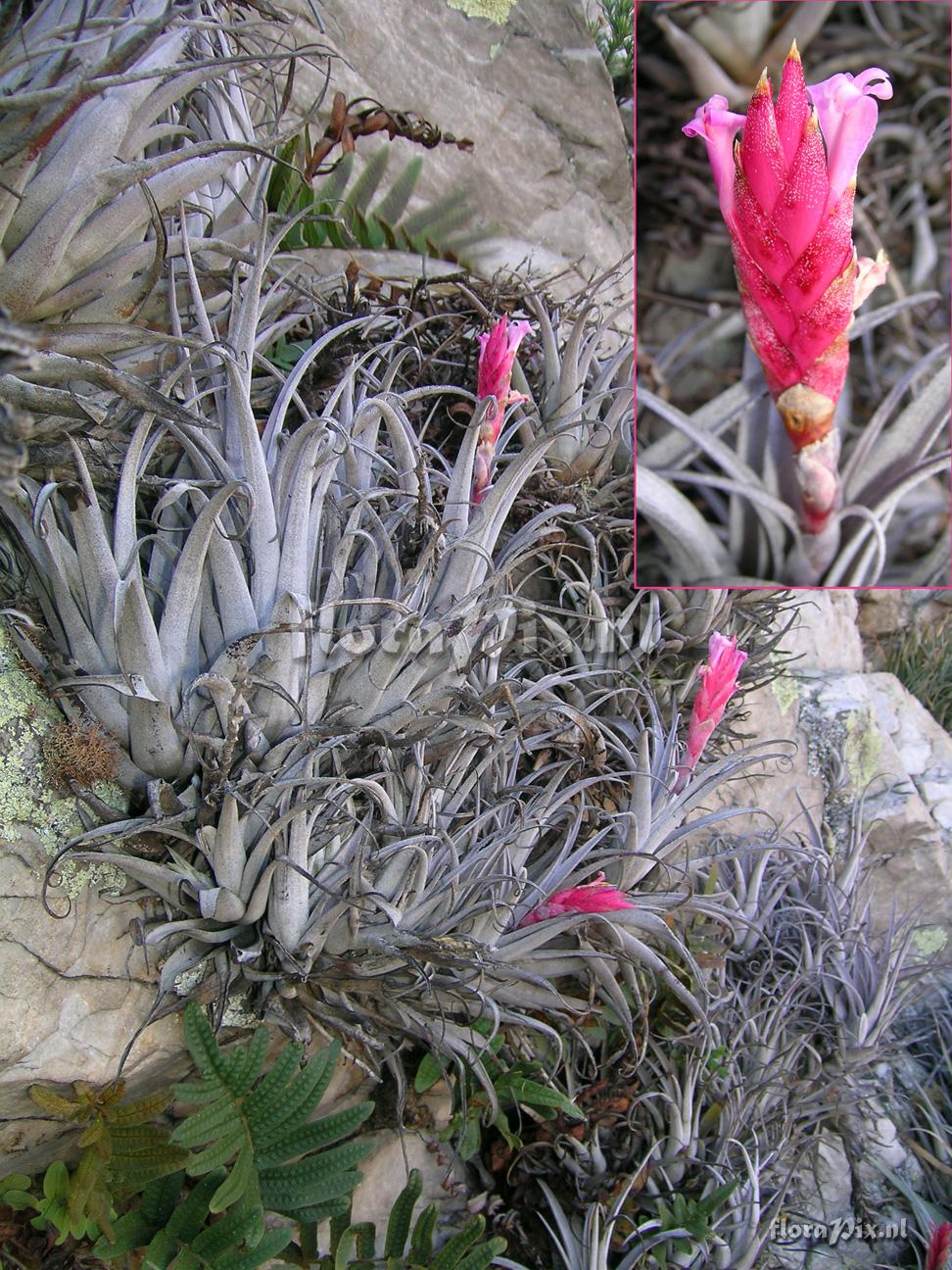 Tillandsia gutteana