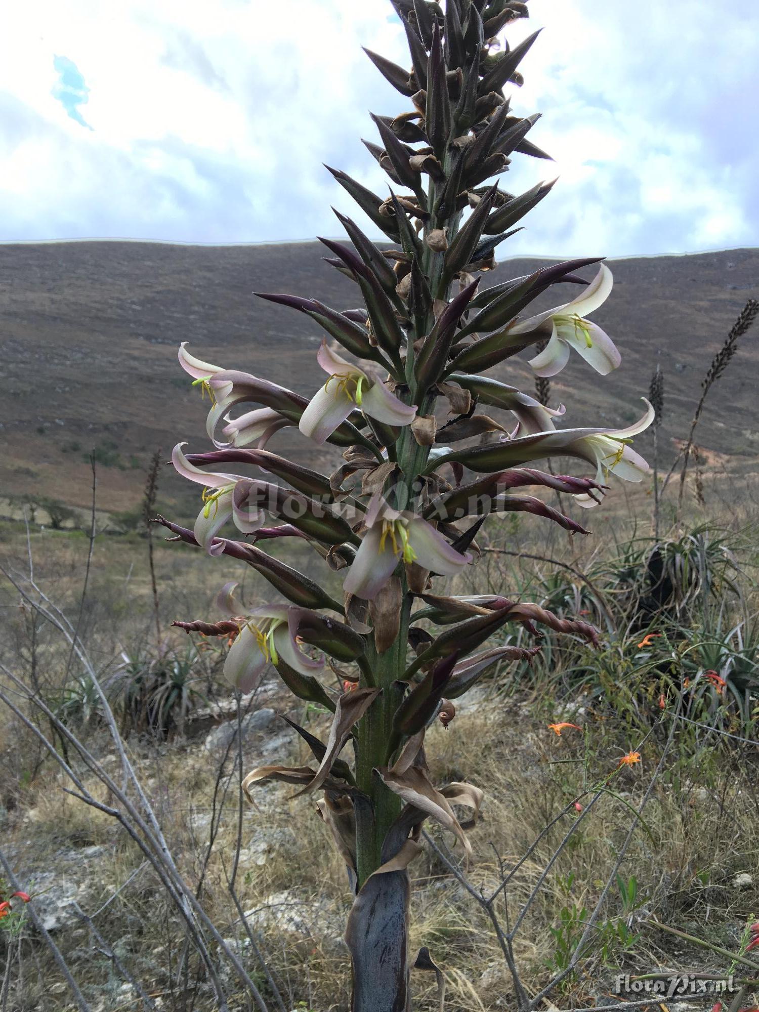 Puya 