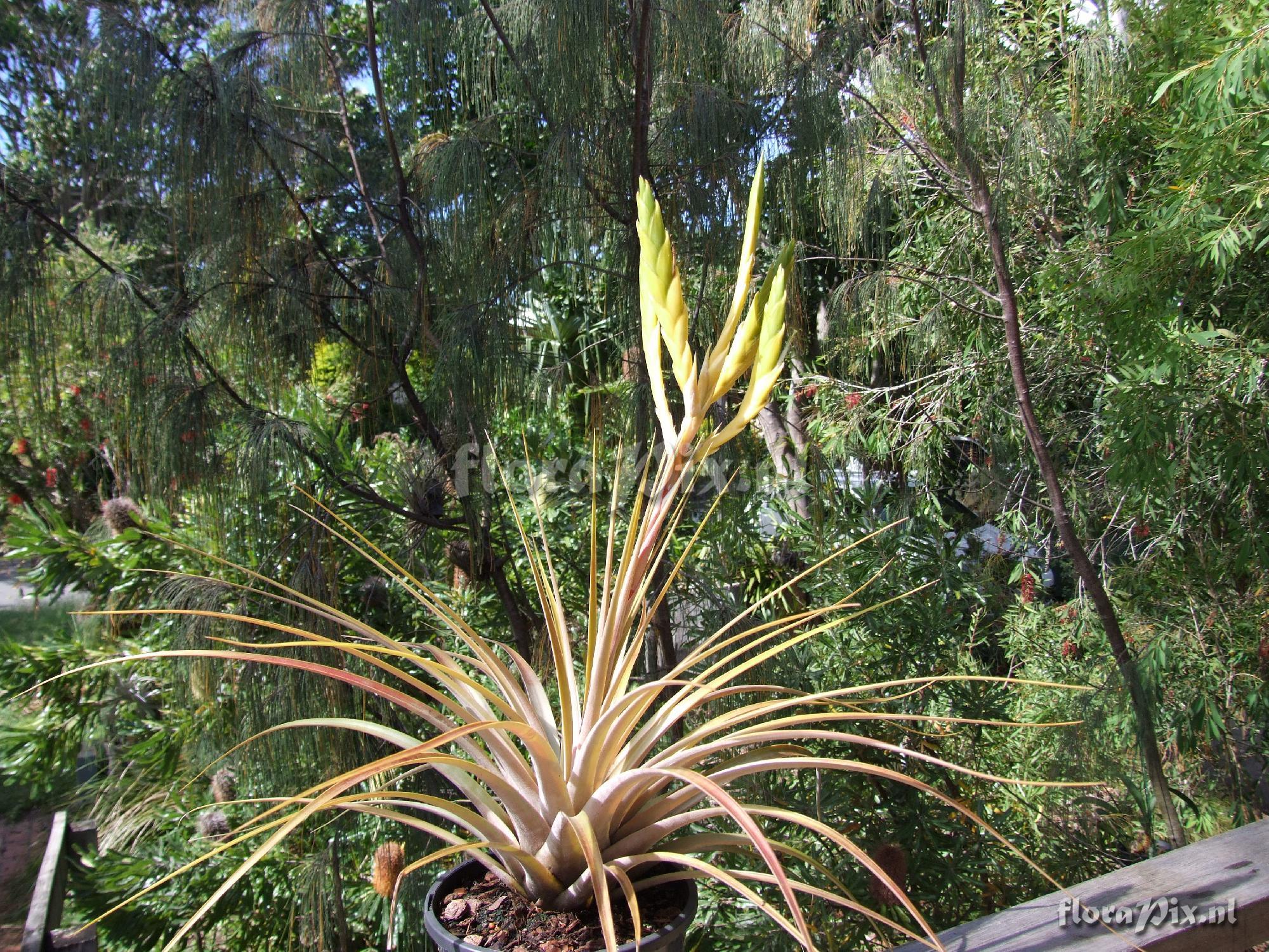 Tillandsia ?