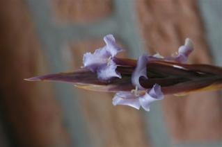 Tillandsia xiphioides