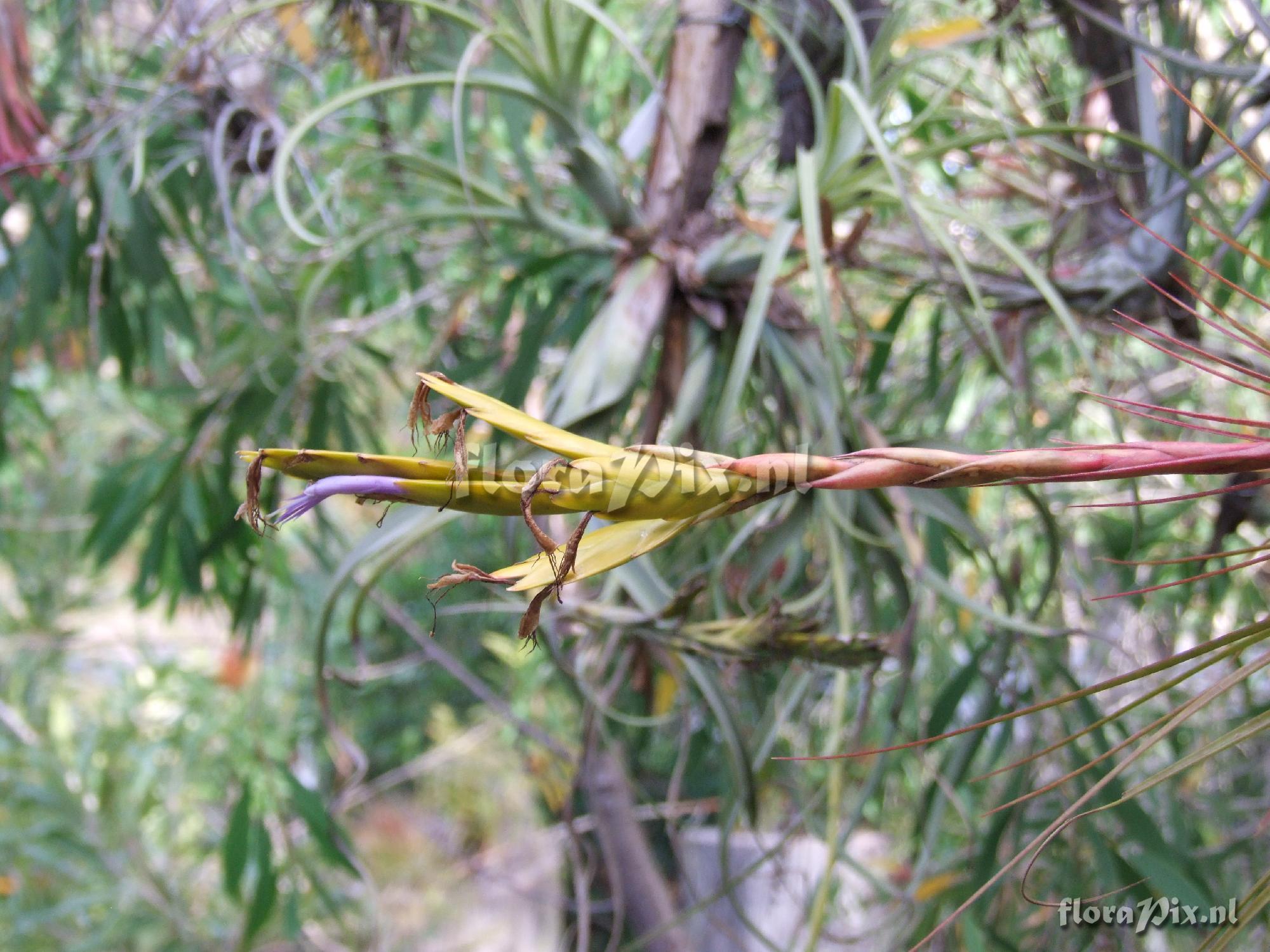 Tillandsia tricolour ?