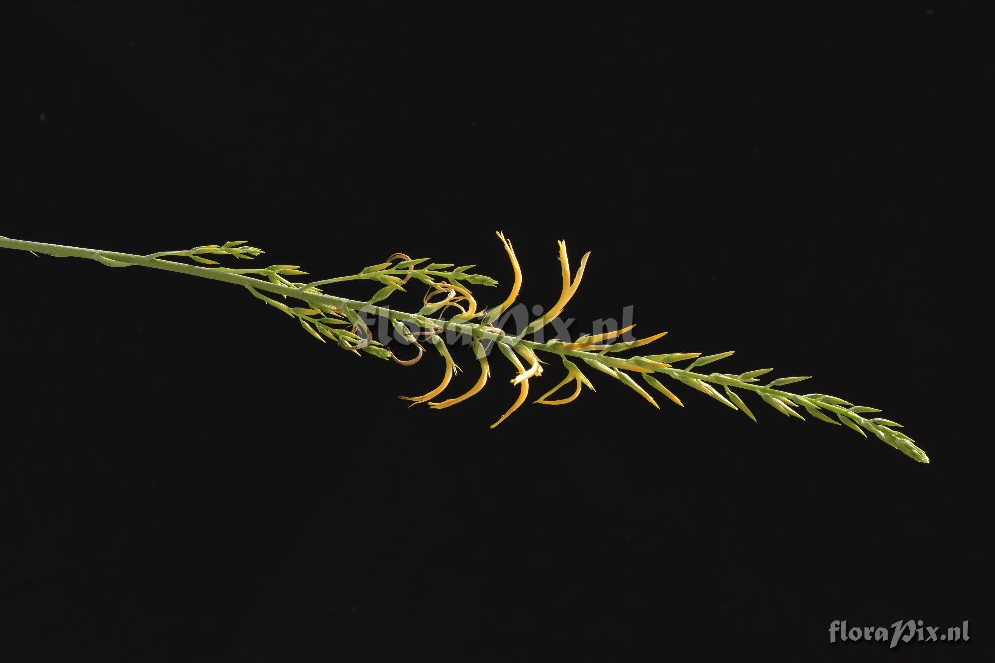 Pitcairnia sp