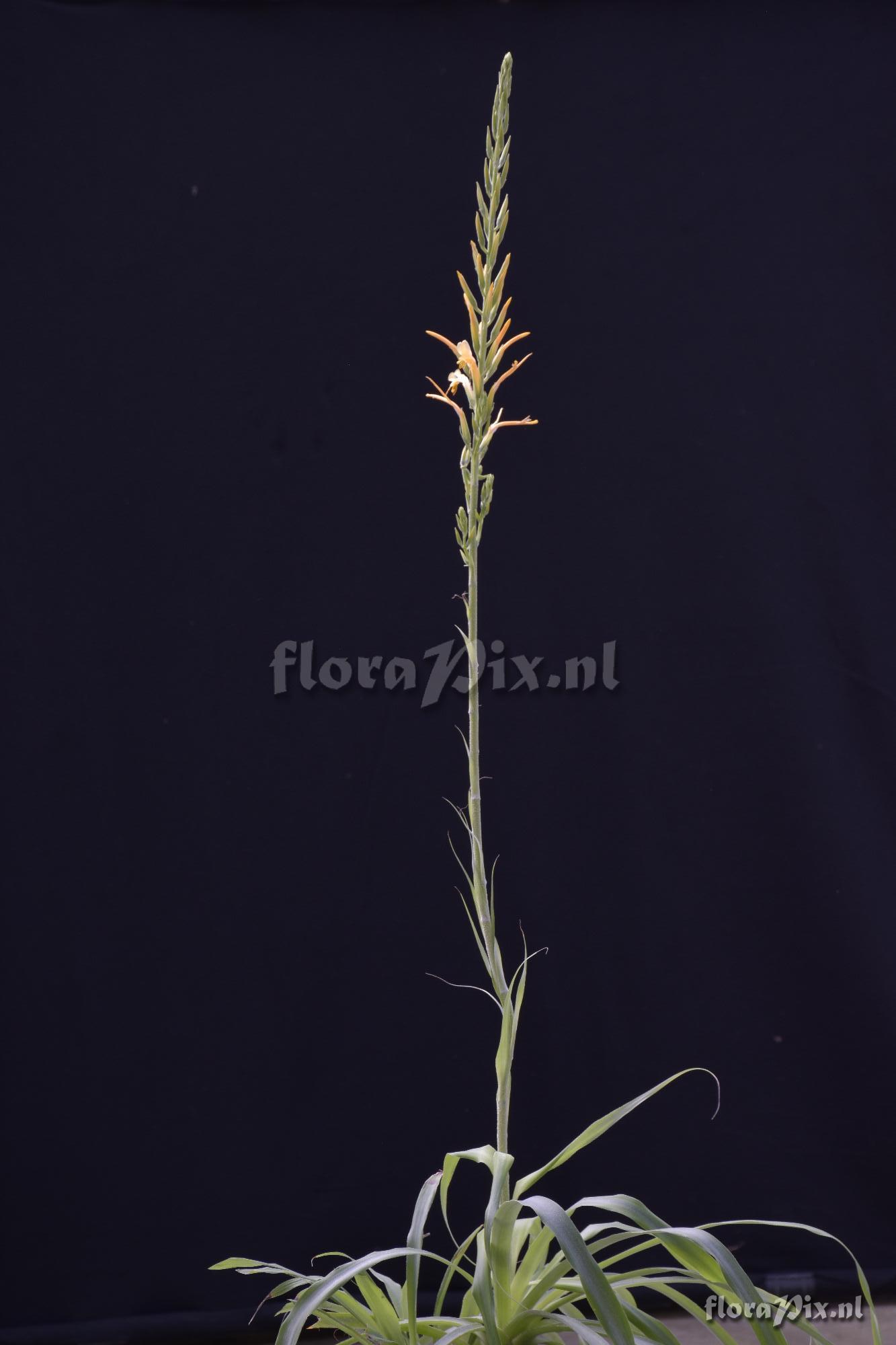 Pitcairnia sp?