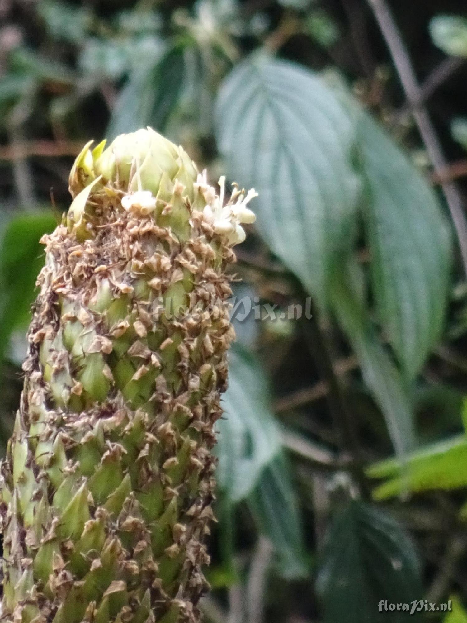 Guzmania aff. farciminiformis