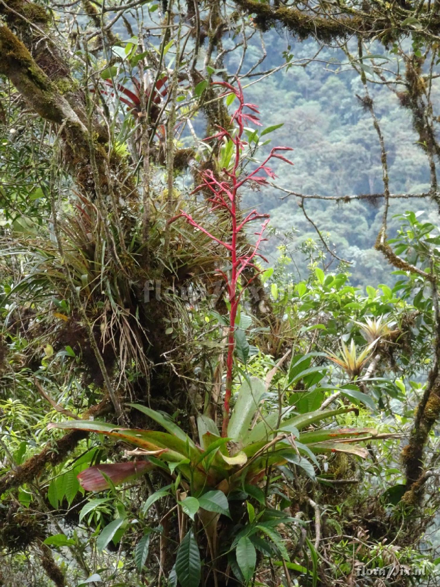 Tillandsia tovarenisis?