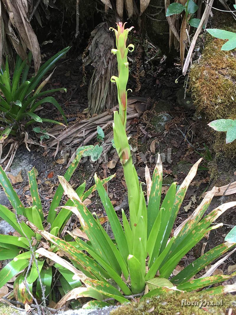 Tillandsia ?