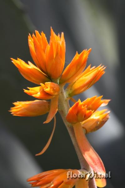 Aechmea callichroma